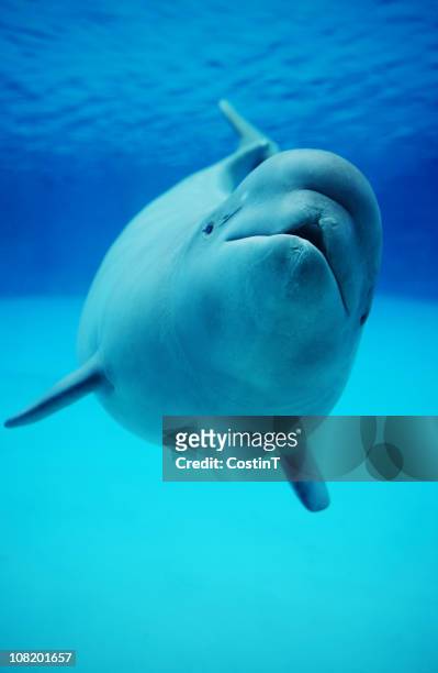 baby beluga whale swimming in aquarium - beluga whale stock pictures, royalty-free photos & images