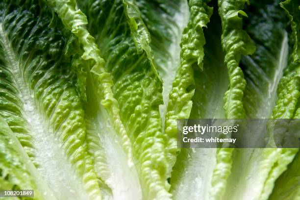 romaine lettuce leaves - romaine lettuce 個照片及圖片檔