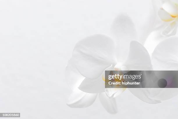 white orchid - orchid flower stockfoto's en -beelden