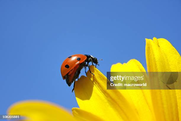 joaninha escalada na flor amarela - joaninha imagens e fotografias de stock