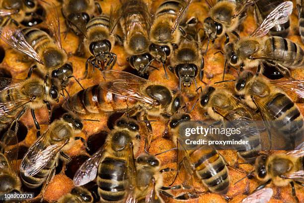 bees on honeycomb - hive stock pictures, royalty-free photos & images