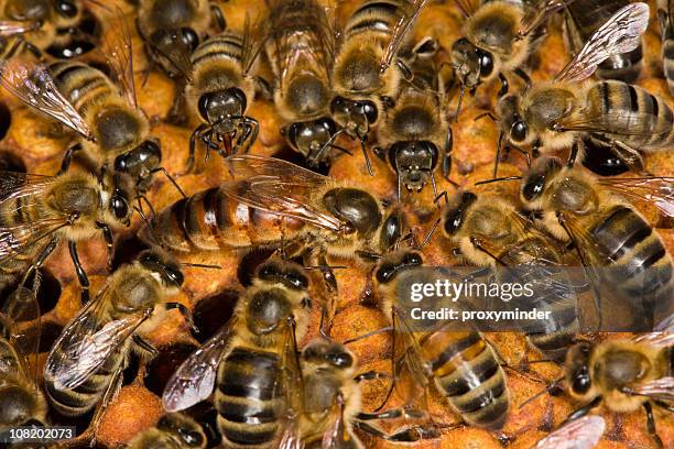bees on honeycomb - bidrottning bildbanksfoton och bilder