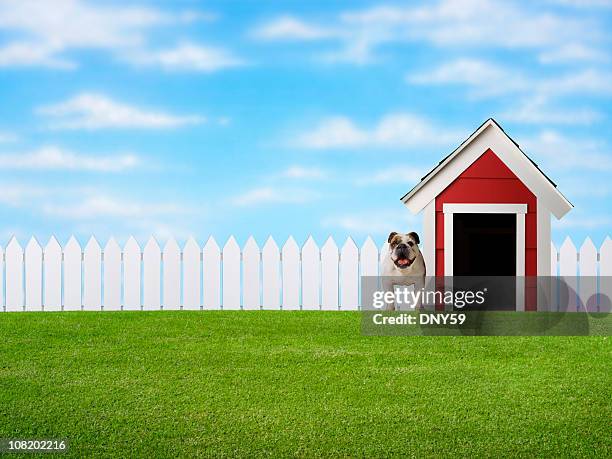 bulldog standing in yard beside doghouse - dog kennel stock pictures, royalty-free photos & images