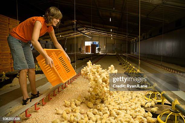 smiling laborer working on a chicken farm - animal welfare chicken stock pictures, royalty-free photos & images