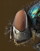 Greenbottle fly portrait