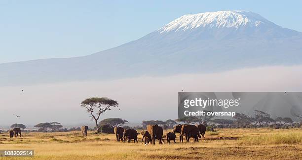 afrikanische dawn - berg kilimandscharo stock-fotos und bilder