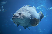 Portrait of Large, Fat Grouper Fish in Aquarium