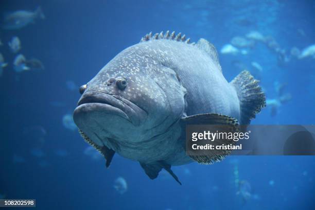 portrait of large, fat grouper fish in aquarium - grouper stock pictures, royalty-free photos & images