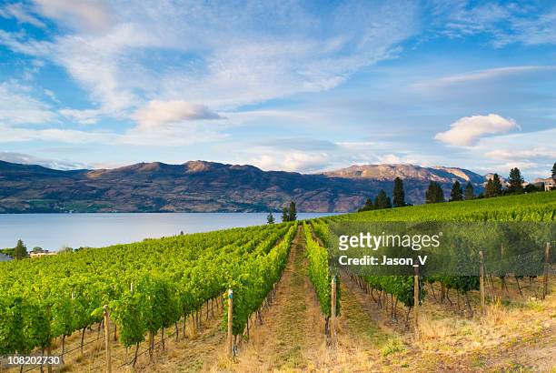 wine country vineyards along lake - kelowna stock pictures, royalty-free photos & images