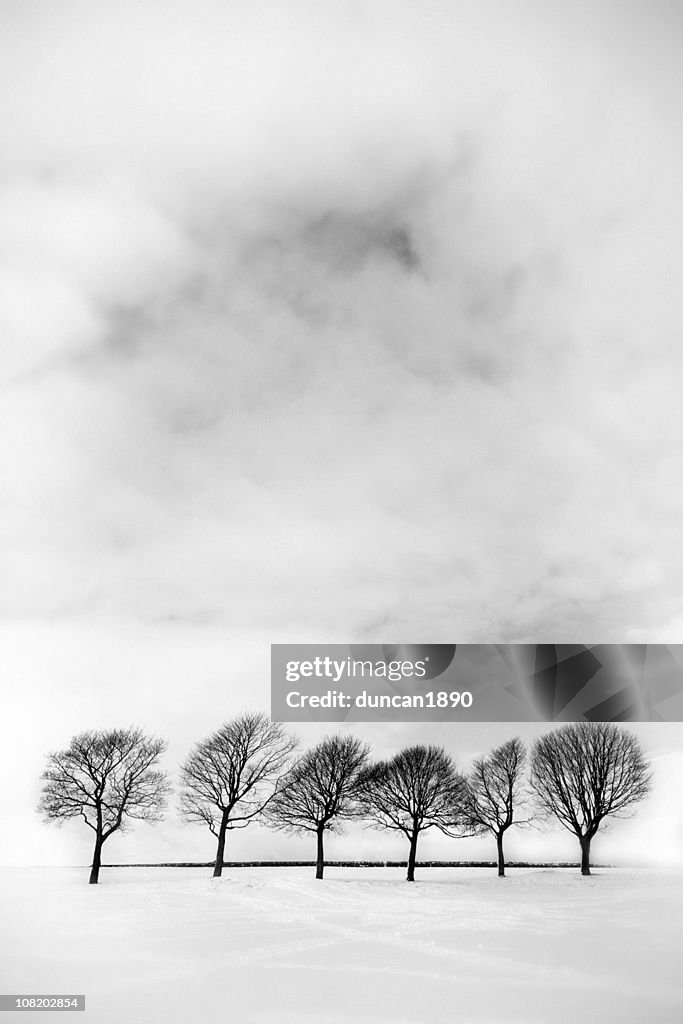 Bare Trees in Field of Snow, Black and White