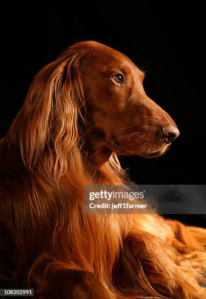 irish setter riley - beautiful dog - dog portrait stock pictures, royalty-free photos & images