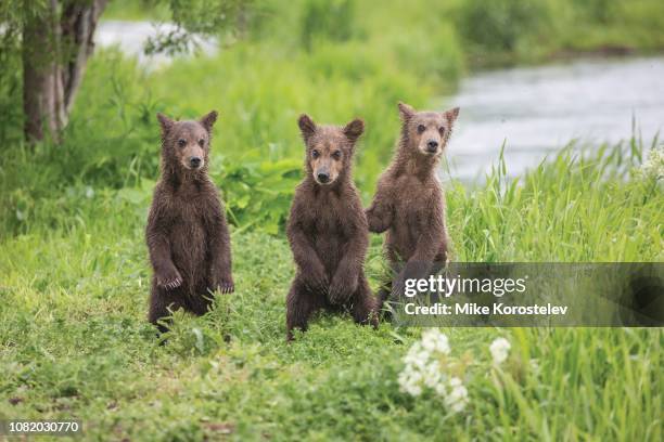 bear cubs - bear cub foto e immagini stock