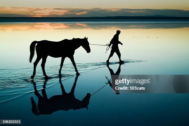 estetica - animale da lavoro foto e immagini stock