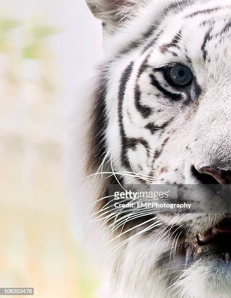 portrait of white bengal tiger - white tiger stock pictures, royalty-free photos & images
