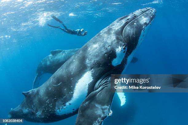 humpback whale - free diving stockfoto's en -beelden