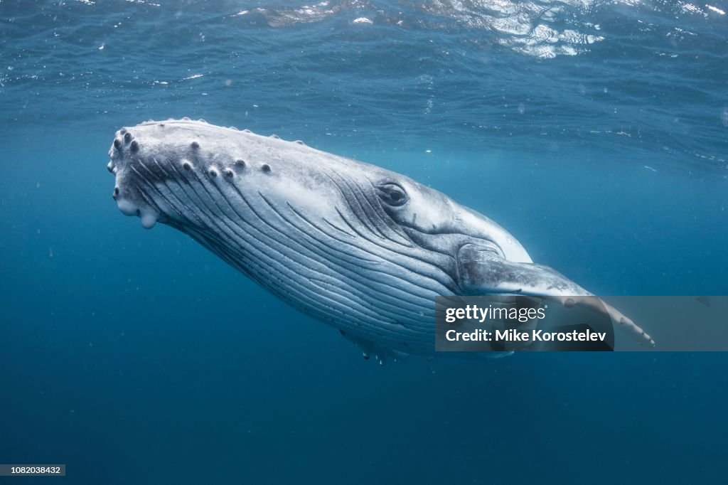 Humpback whale portrait