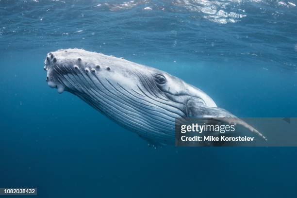 humpback whale portrait - mammal stock pictures, royalty-free photos & images