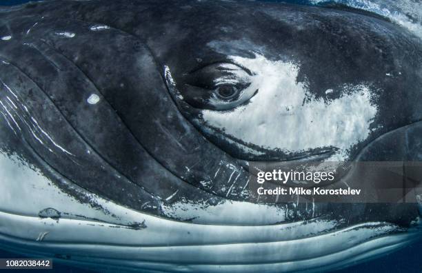 humpback whale eye - humpback stockfoto's en -beelden