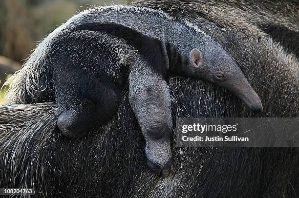 Newborn baby Giant Anteater rides on the back of his mom, Evita, at the San Francisco Zoo on January 20, 2011 in San Francisco, California. The new...