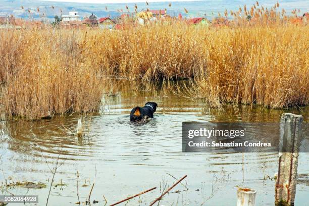 black rottweiler dog in water, training in puddle looking for a duck, dog themes, romania - severe weather alert stock pictures, royalty-free photos & images