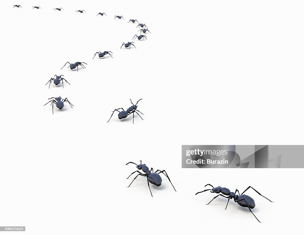 Ants marching in a line