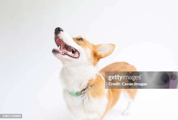 corgi with mouth open looking up while standing against white background - snout photos et images de collection