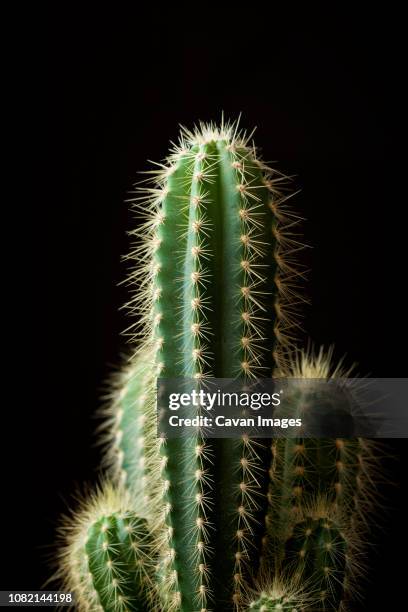 close-up of cactus against black background - green spiky plant stock pictures, royalty-free photos & images