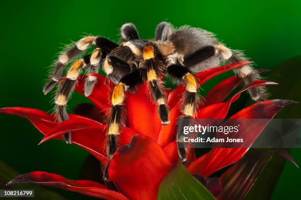 red knee tarantula, brachypelma smithi - mexican redknee tarantula stock pictures, royalty-free photos & images