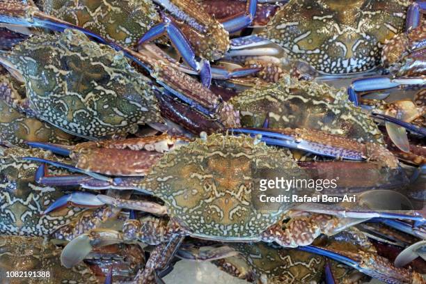 blue swimmer crabs - blue crab stock pictures, royalty-free photos & images