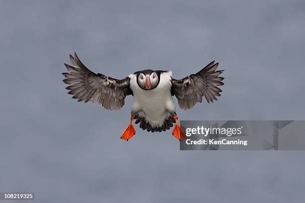 gewöhnlicher papageitaucher seabird flying - papageitaucher stock-fotos und bilder