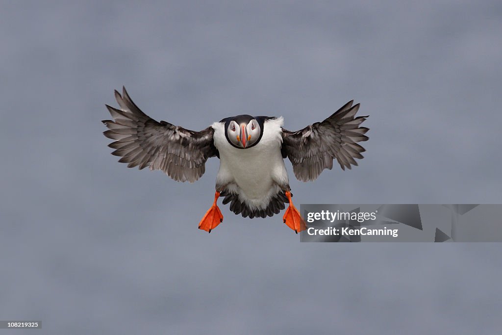 Frailecillo del atlántico Seabird Flying