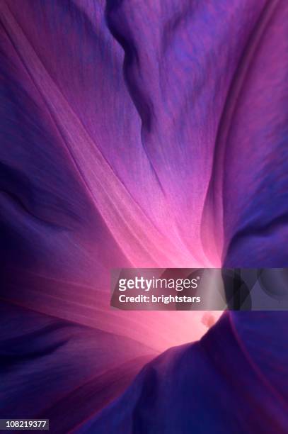 fiore viola gloria di mattina - capolino foto e immagini stock