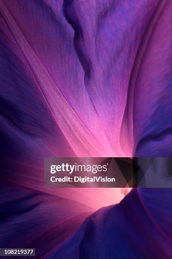 パープルモーニンググローリー花 パープルモーニンググローリー花