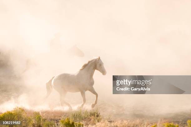 horses - white horse 個照片及圖片檔
