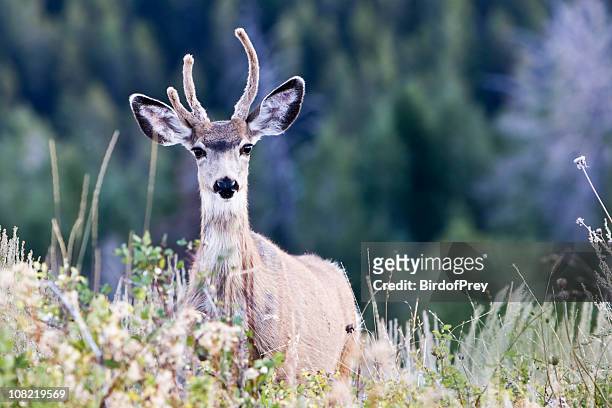 young buck ciervo mulo de pie en un campo - ciervo mulo fotografías e imágenes de stock