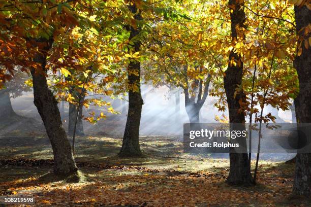 chestnut forest fall time - chestnut food stockfoto's en -beelden