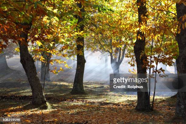 floresta de castanheiros outono tempo - picture of a buckeye tree - fotografias e filmes do acervo