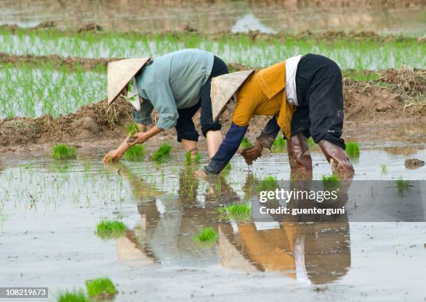 Sad Rice Worker 160 Female Workers Planting Rice In Vietnam Stock Photos, High-Res ...