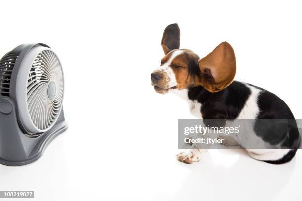 beagle and fan with blowing ears - basset hound puppies stock pictures, royalty-free photos & images