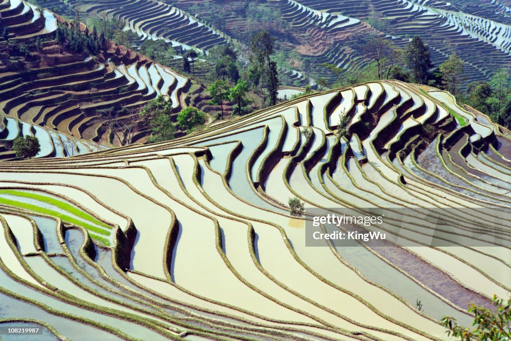 Rice Terraces