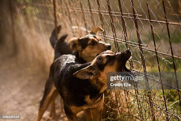 cani abbaiare - dog angry foto e immagini stock