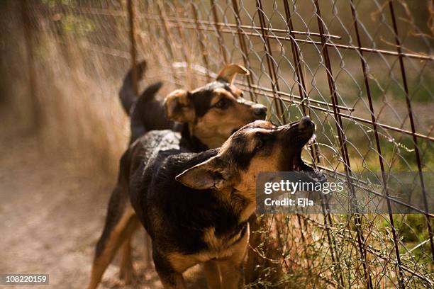 barking dogs - kwaad stockfoto's en -beelden