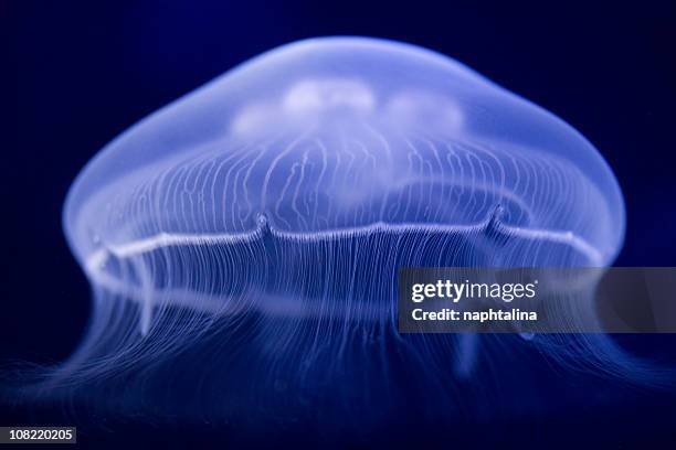 blue jellyfish - phosphorescence stock pictures, royalty-free photos & images