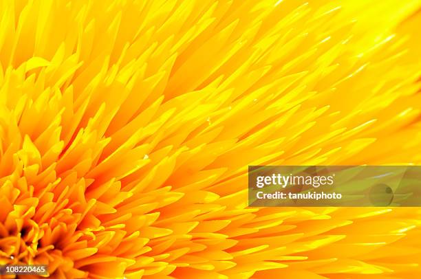 close-up of yellow sunflower petals - sunflower stockfoto's en -beelden