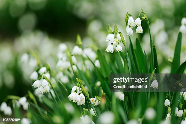 wild blumen - convallaria stock-fotos und bilder