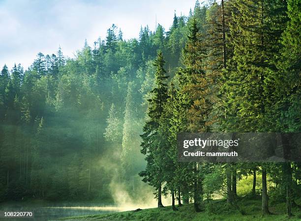 foggy mountain lake all'alba con verde foresta - legno di pino foto e immagini stock