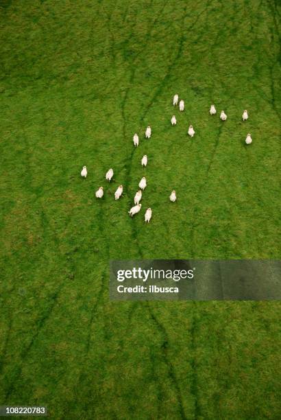 vue aérienne, troupeau de moutons - pré vu du ciel photos et images de collection