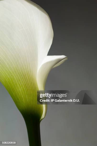 weiße calla lilly nahaufnahme - calla lilies white stock-fotos und bilder