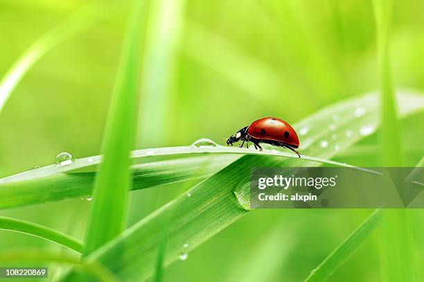 close up view of ladybug on blade of grass  - coccinella stockfoto's en -beelden
