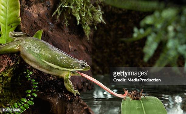 frog catching cricket with tongue - frog bildbanksfoton och bilder